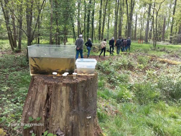 Lentewandeling in 't Asbroek © Fonne Bruggemans